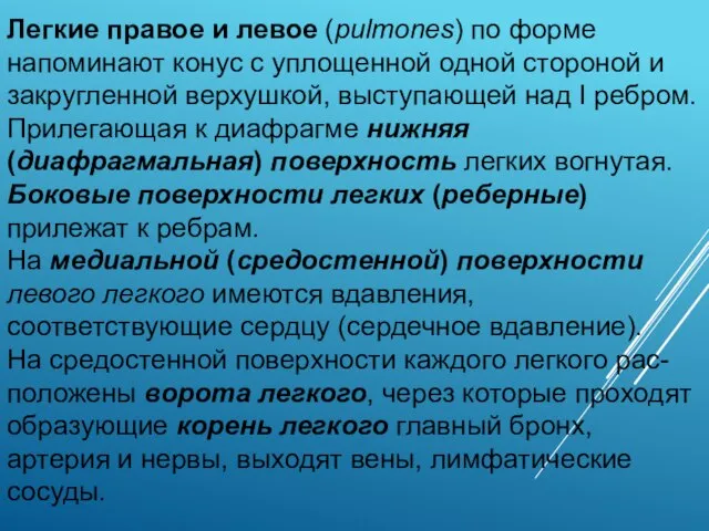 Легкие правое и левое (pulmones) по форме напоминают конус с уплощенной