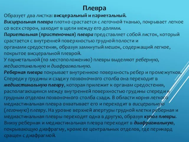 Плевра Образует два листка: висцеральный и париетальный. Висцеральная плевра плотно срастается