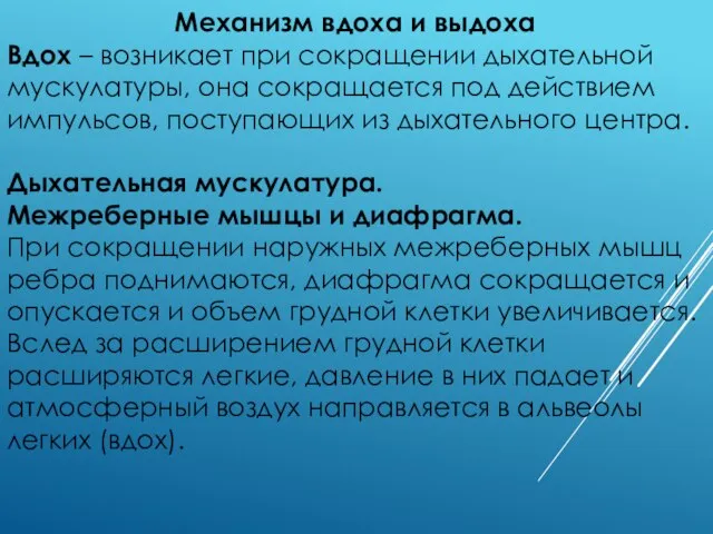 Механизм вдоха и выдоха Вдох – возникает при сокращении дыхательной мускулатуры,