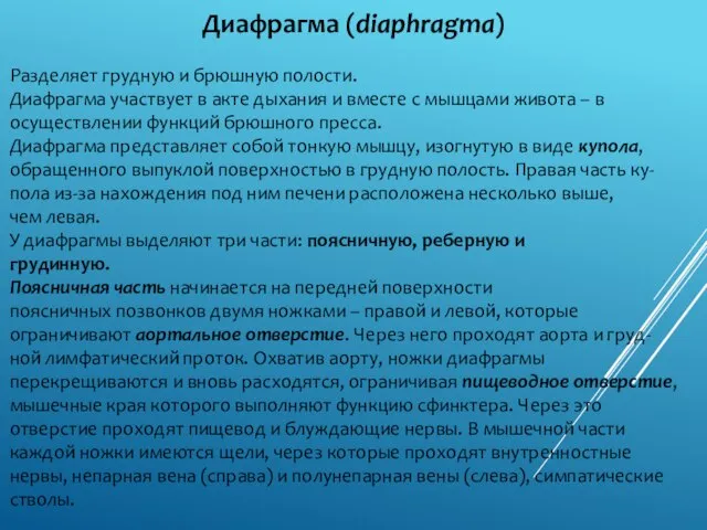 Диафрагма (diaphragma) Разделяет грудную и брюшную полости. Диафрагма участвует в акте