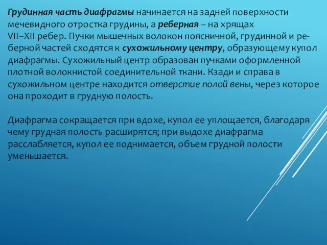 Грудинная часть диафрагмы начинается на задней поверхности мечевидного отростка грудины, а