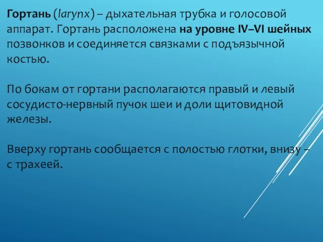 Гортань (larynx) – дыхательная трубка и голосовой аппарат. Гортань расположена на