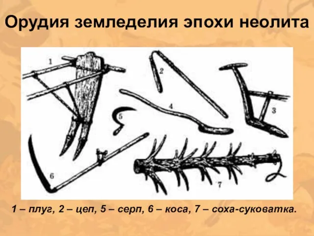 Орудия земледелия эпохи неолита 1 – плуг, 2 – цеп, 5