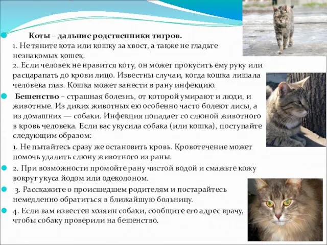 Кошки могут быть опасными Коты – дальние родственники тигров. 1. Не