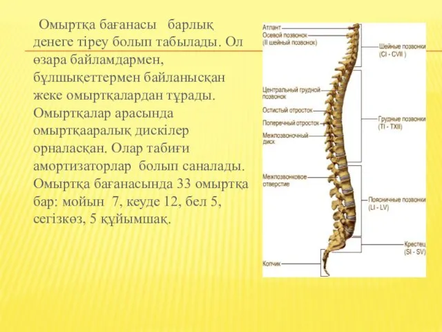 Омыртқа бағанасы барлық денеге тіреу болып табылады. Ол өзара байламдармен, бұлшықеттермен