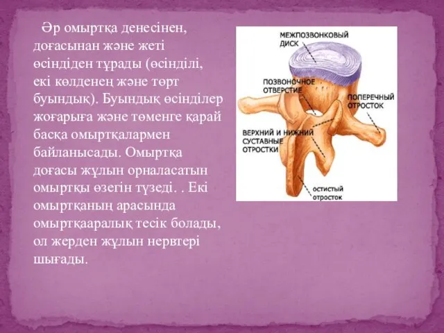 Әр омыртқа денесінен, доғасынан және жеті өсіндіден тұрады (өсінділі, екі көлденең