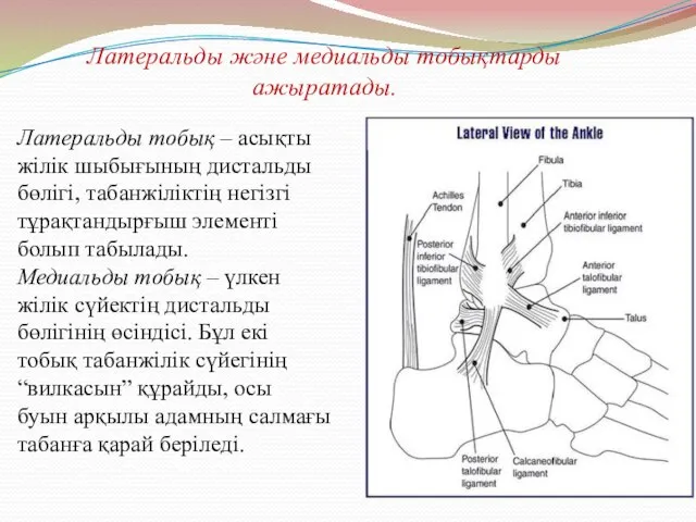 Латеральды және медиальды тобықтарды ажыратады. Латеральды тобық – асықты жілік шыбығының