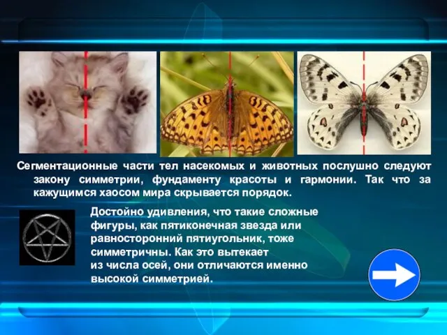Сегментационные части тел насекомых и животных послушно следуют закону симметрии, фундаменту