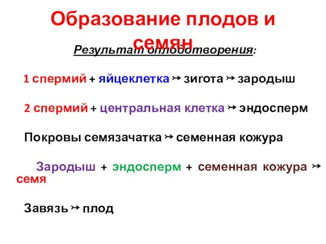 Результат оплодотворения: 1 спермий + яйцеклетка ↣ зигота ↣ зародыш 2