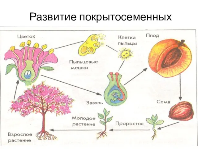 Развитие покрытосеменных