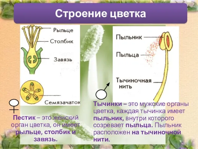 Строение цветка