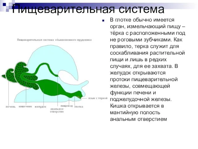 Пищеварительная система В глотке обычно имеется орган, измельчающий пищу – тёрка