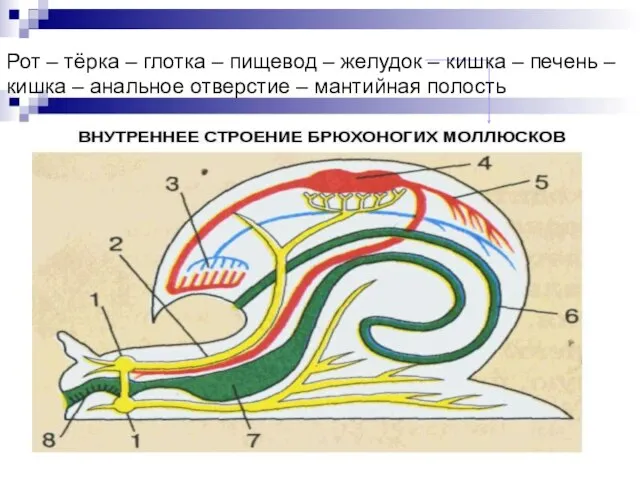 Рот – тёрка – глотка – пищевод – желудок – кишка