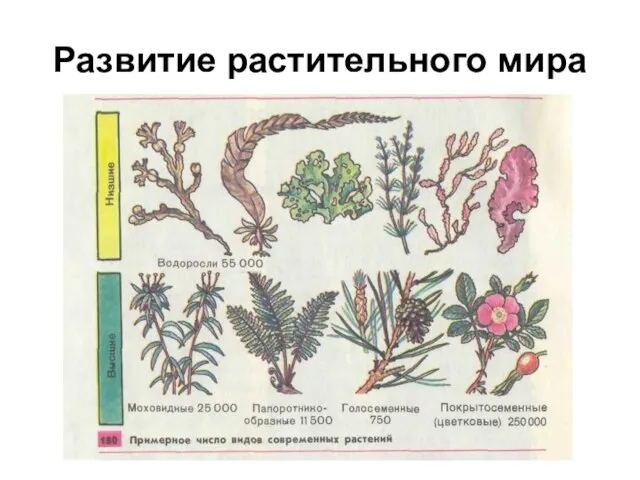 Развитие растительного мира