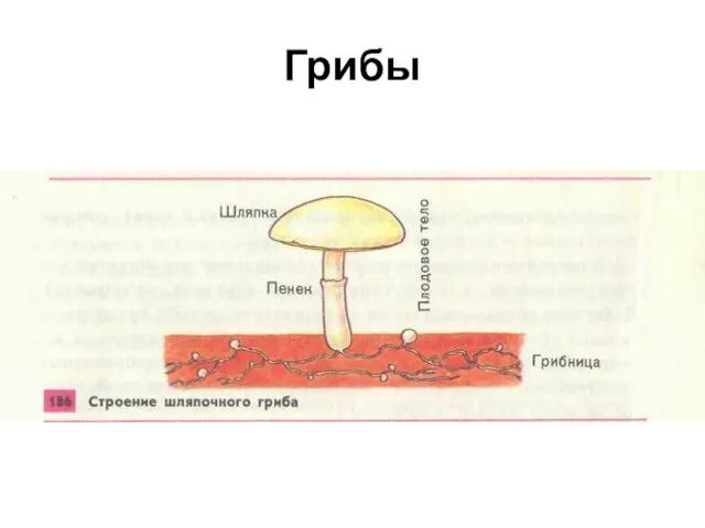 Грибы