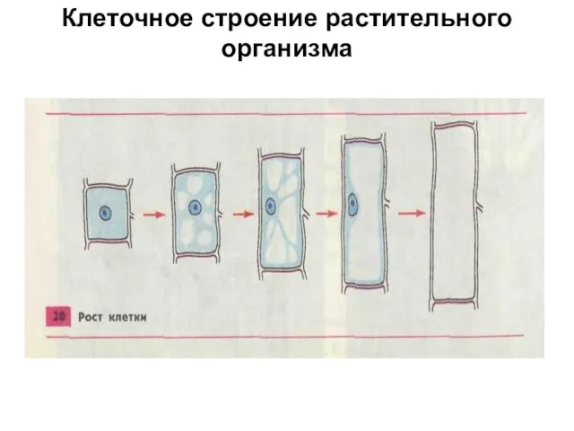 Клеточное строение растительного организма