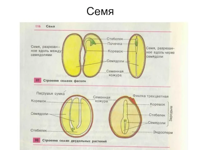 Семя