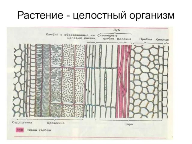 Растение - целостный организм