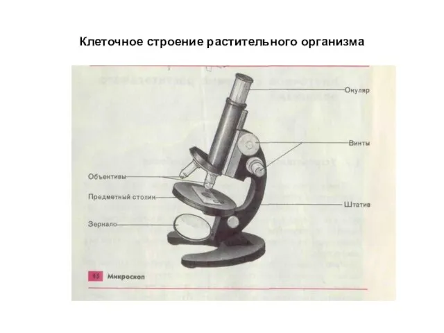 Клеточное строение растительного организма