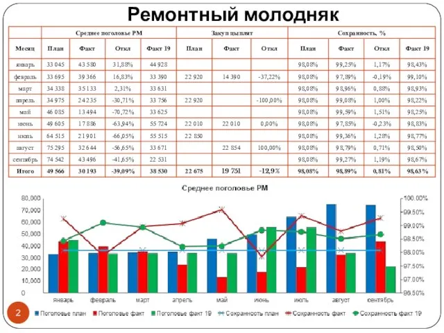 Ремонтный молодняк