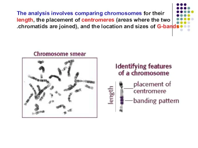 The analysis involves comparing chromosomes for their length, the placement of