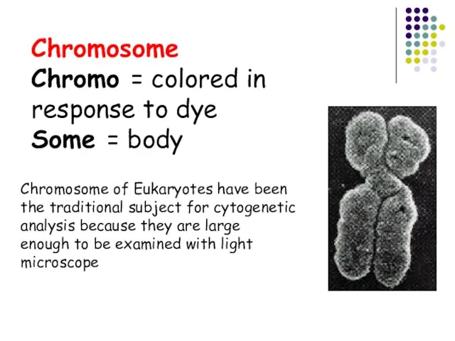 Chromosome Chromo = colored in response to dye Some = body