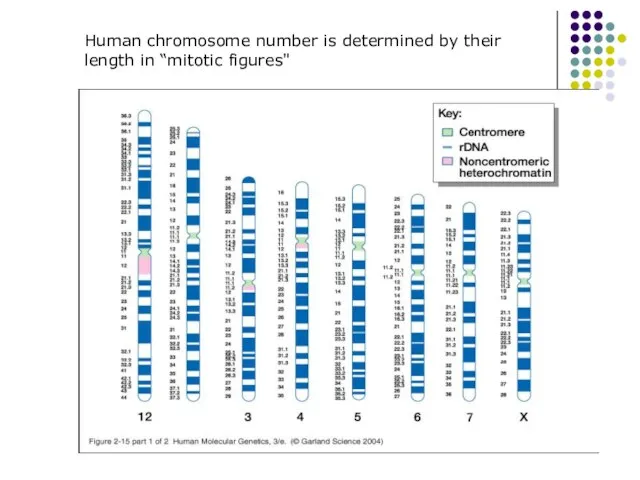 Human chromosome number is determined by their length in “mitotic figures"