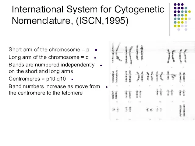 International System for Cytogenetic Nomenclature, (ISCN,1995) Short arm of the chromosome