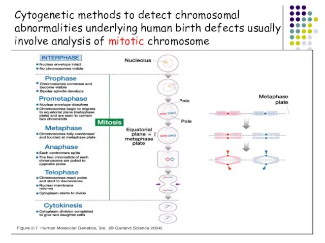 Cytogenetic methods to detect chromosomal abnormalities underlying human birth defects usually involve analysis of mitotic chromosome