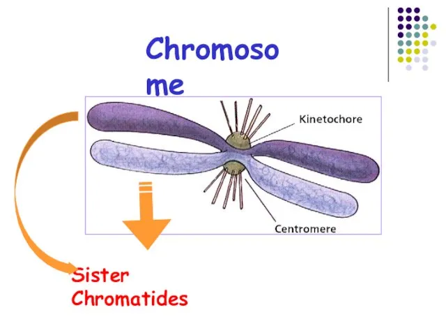 Chromosome Sister Chromatides