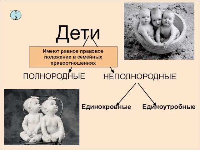 НЕПОЛНОРОДНЫЕ Единокровные Единоутробные Дети ПОЛНОРОДНЫЕ 12 Имеют равное правовое положение в семейных правоотношениях