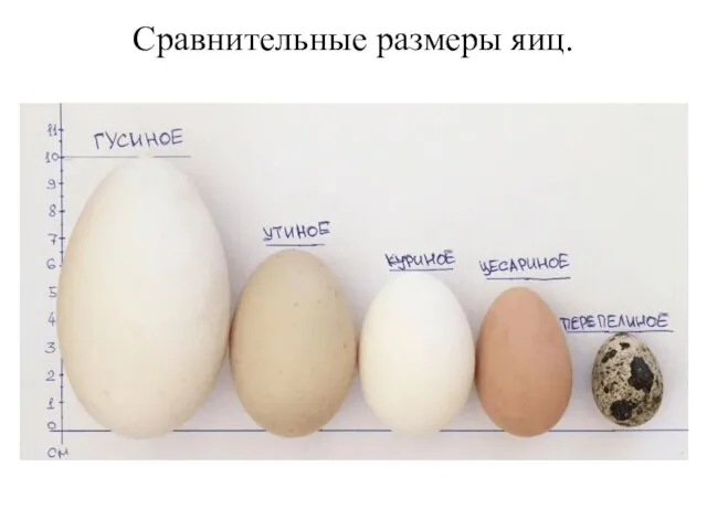 Сравнительные размеры яиц.
