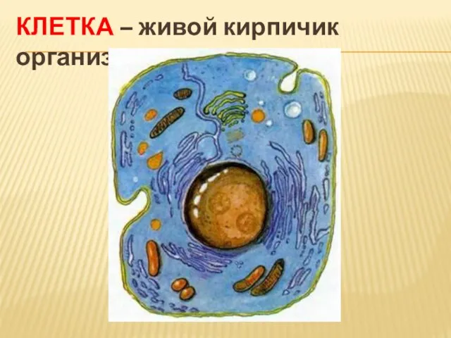 КЛЕТКА – живой кирпичик организма.