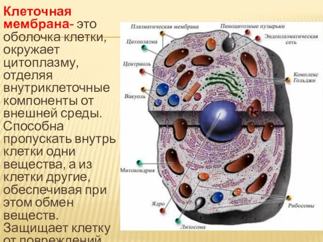 Клеточная мембрана- это оболочка клетки, окружает цитоплазму, отделяя внутриклеточные компоненты от