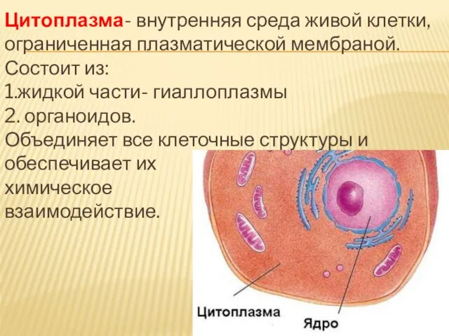 Цитоплазма- внутренняя среда живой клетки, ограниченная плазматической мембраной. Состоит из: 1.жидкой