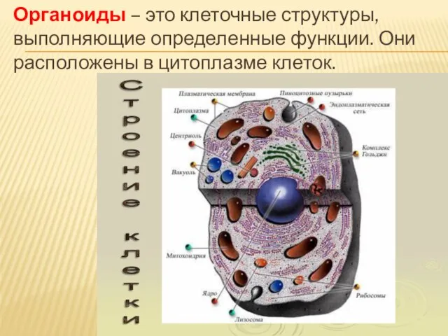 Органоиды – это клеточные структуры, выполняющие определенные функции. Они расположены в цитоплазме клеток.