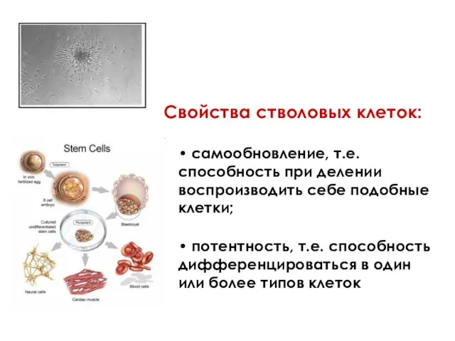 Свойства стволовых клеток: • самообновление, т.е. способность при делении воспроизводить себе