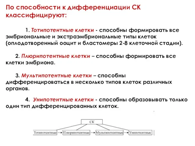 По способности к дифференциации СК классифицируют: 1. Тотипотентные клетки - способны