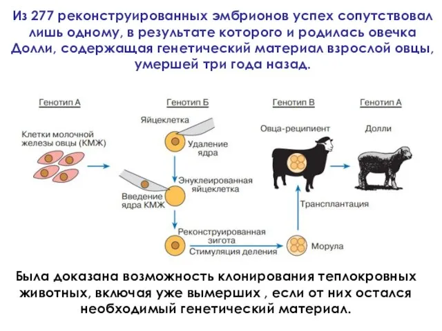 Была доказана возможность клонирования теплокровных животных, включая уже вымерших , если