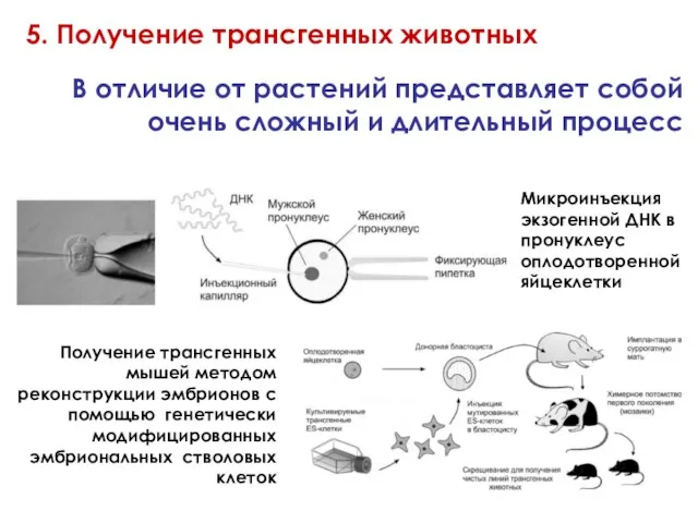 5. Получение трансгенных животных В отличие от растений представляет собой очень