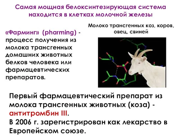 Первый фармацевтический препарат из молока трансгенных животных (коза) - антитромбин III.