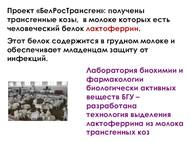 Проект «БелРосТрансген»: получены трансгенные козы, в молоке которых есть человеческий белок