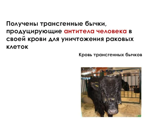 Получены трансгенные бычки, продуцирующие антитела человека в своей крови для уничтожения раковых клеток