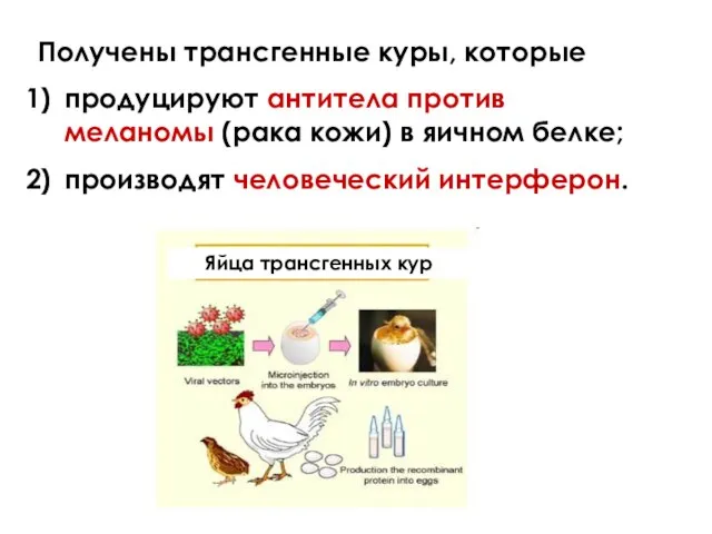 Получены трансгенные куры, которые продуцируют антитела против меланомы (рака кожи) в яичном белке; производят человеческий интерферон.