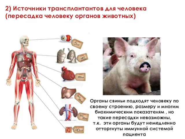 2) Источники трансплантантов для человека (пересадка человеку органов животных)