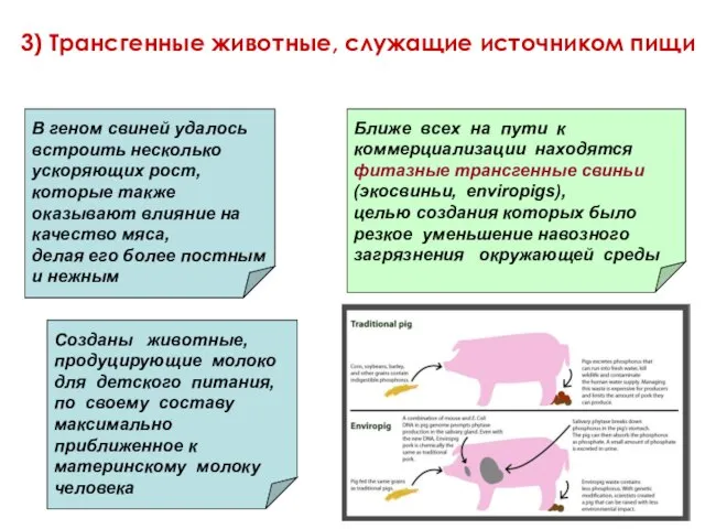 3) Трансгенные животные, служащие источником пищи