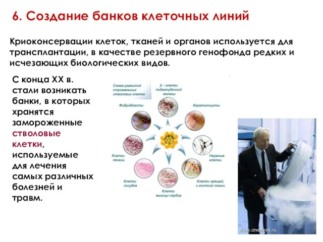 6. Создание банков клеточных линий Криоконсервации клеток, тканей и органов используется