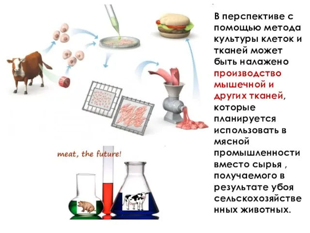 В перспективе с помощью метода культуры клеток и тканей может быть