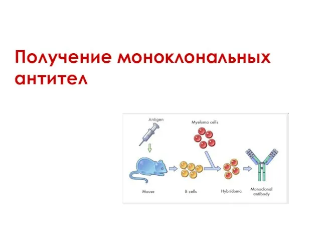 Получение моноклональных антител