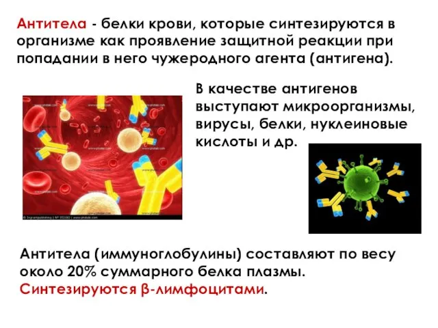 Антитела - белки крови, которые синтезируются в организме как проявление защитной